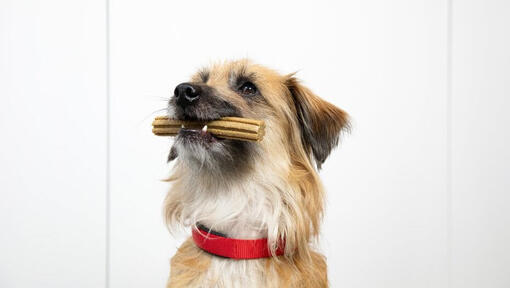 Canine halitosis sales